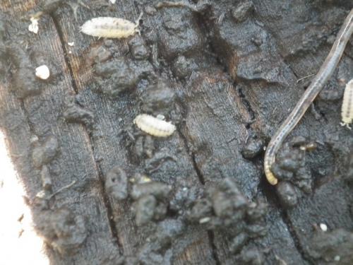 Haplophthalmus sp.