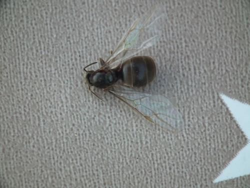 Lasius flavus