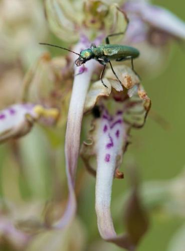 Chrysanthia viridissima