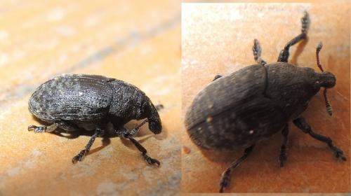 Réf. 143 507 : Larinus sp.