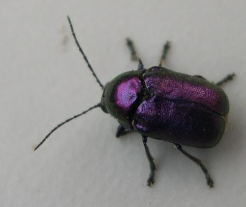 Cryptocephalus sp.
