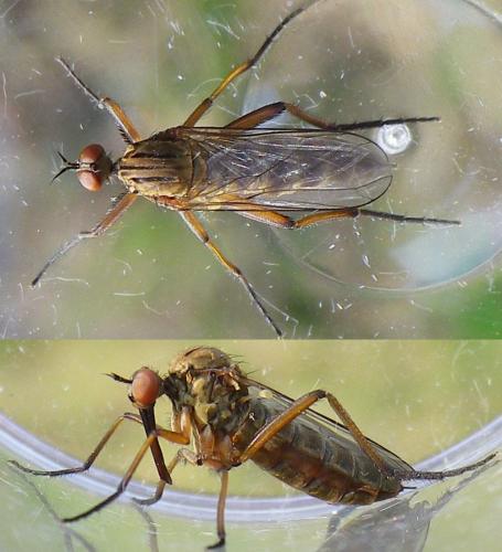 Empis livida