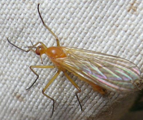Empis lutea