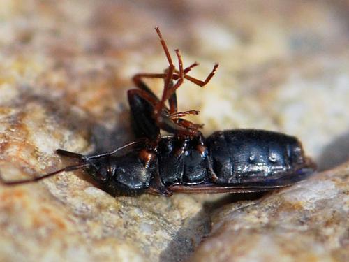 Réf. 143 466 : Eremocoris fenestratus