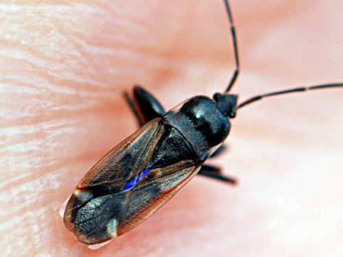 Réf. 143 651 : Eremocoris fenestratus