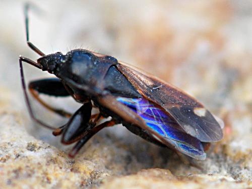 Réf. 143 816 : Eremocoris fenestratus