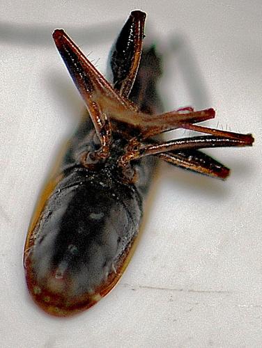 Réf. 143 815 : Eremocoris fenestratus