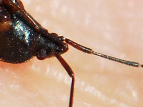 Réf. 143 710 : Eremocoris fenestratus