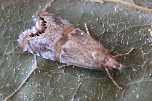 Euchromius sp.