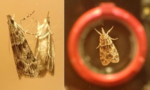 Eudonia mercurella