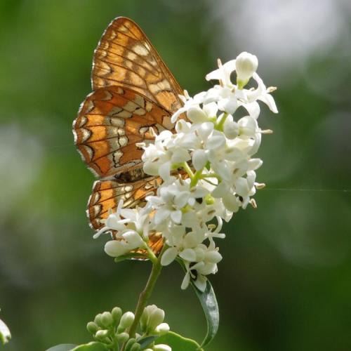 Réf. 143 903 : Euphydryas maturna