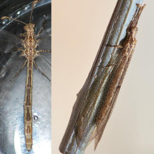 Neuroleon arenarius