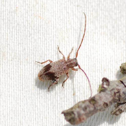 Exocentrus punctipennis