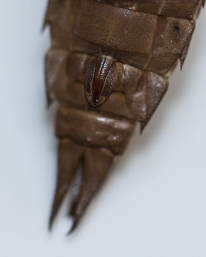 Réf. 143 901 : Aeshna juncea