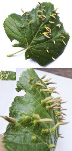Réf. 143 463 : Eriophyes tiliae