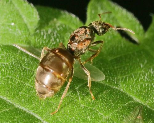Réf. 143 876 : Lasius sp.