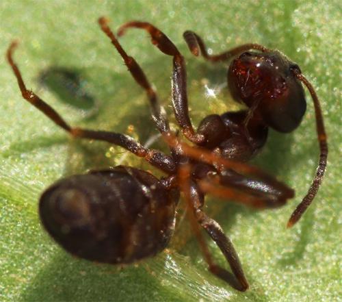 Lasius sp.