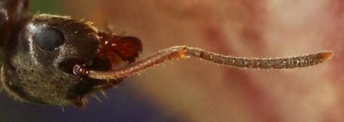 Réf. 143 591 : Lasius sp.