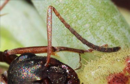Réf. 143 596 : Lasius sp.