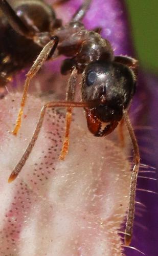 Réf. 143 598 : Lasius sp.