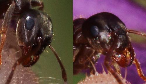 Réf. 143 603 : Lasius sp.