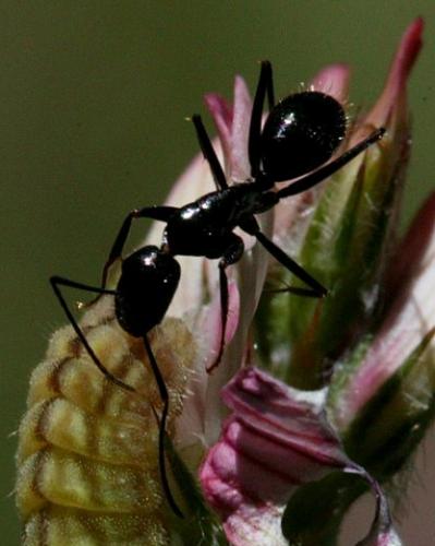Réf. 143 643 : Camponotus sp.