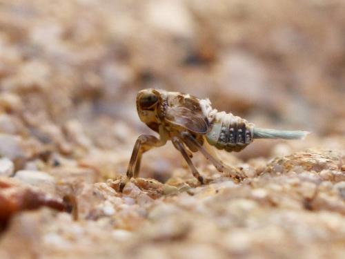 Issus coleoptratus