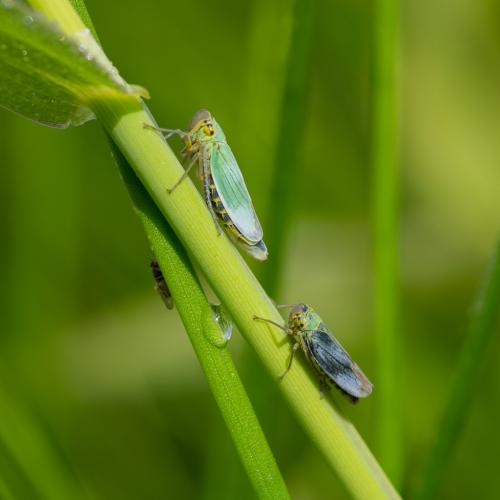 Réf. 143 165 : Cicadella viridis