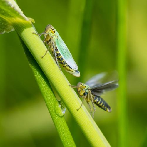 Réf. 143 166 : Cicadella viridis
