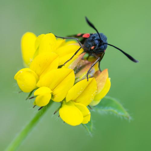 Zygaena trifolii