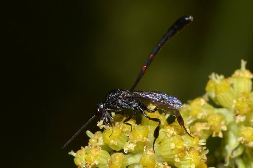 Gasteruption sp.
