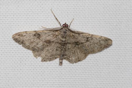 Peribatodes rhomboidaria