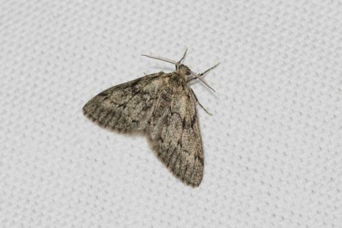 Tephronia sepiaria