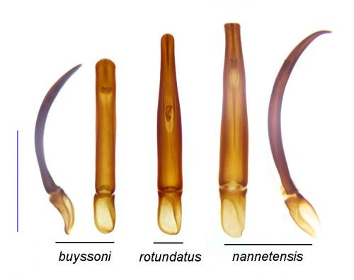 Gnathoncus divers
