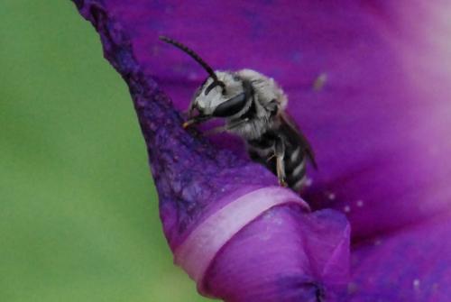 Lasioglossum sp.