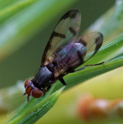 Herina nigrina