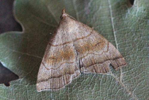 Herminia tarsicrinalis