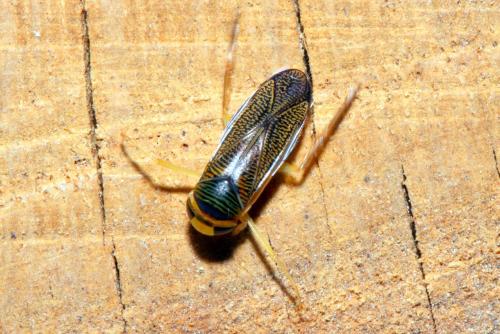 Réf. 143 830 : Sigara sp.