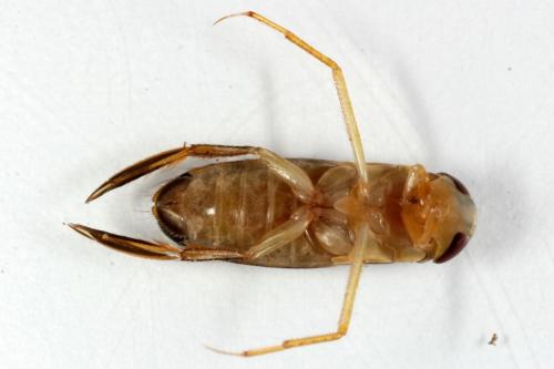 Sigara sp.