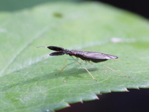 Réf. 143 766 : Heterotoma planicornis