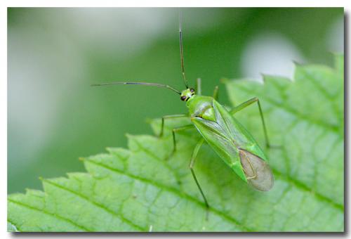 Réf. 143 908 : Calocoris alpestris