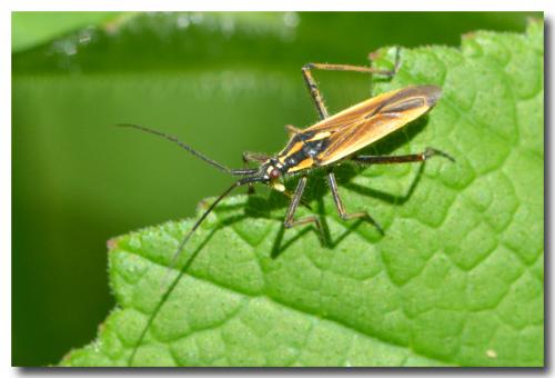 Réf. 143 878 : Leptopterna dolabrata