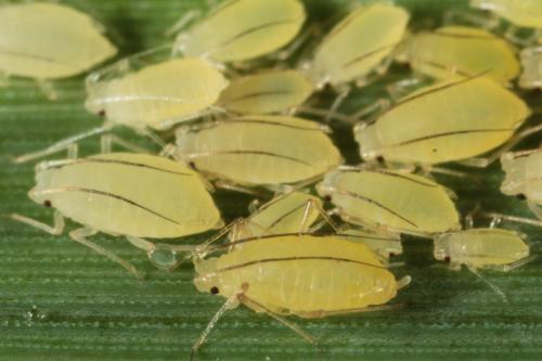 Rhopalomyzus lonicerae