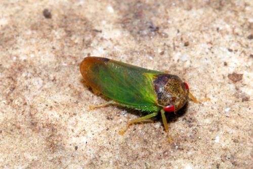 Réf. 143 829 : Iassus lanio
