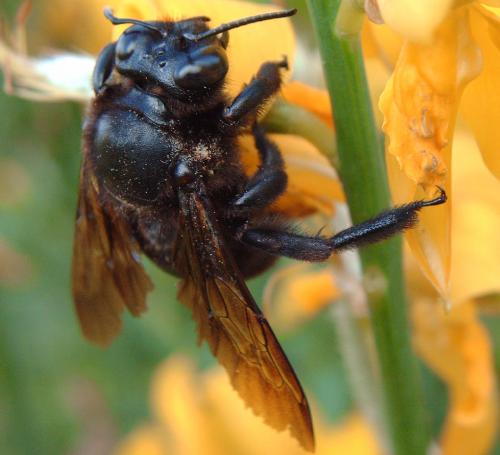 Xylocopa valga
