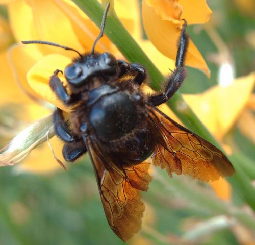 Xylocopa valga