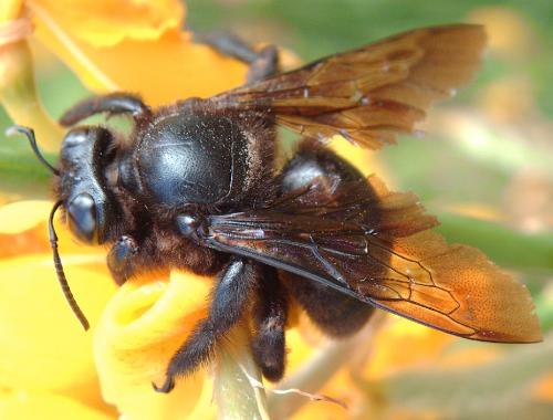 Xylocopa valga