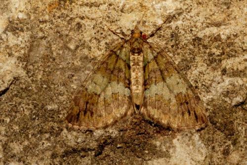 Réf. 143 823 : Hydriomena impluviata