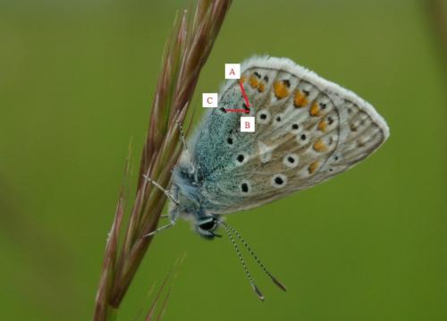 Réf. 143 155 : Polyommatus sp.