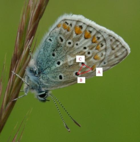 Polyommatus sp.